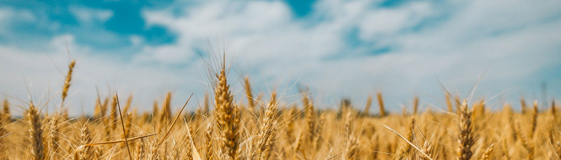 Wheat under a bright blue sky