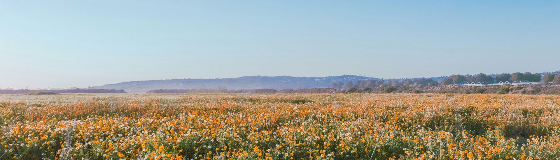 A large open field of wildflowers